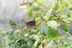 butterfly, black, points