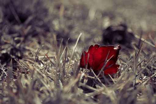 Free Grass Leaves photo and picture