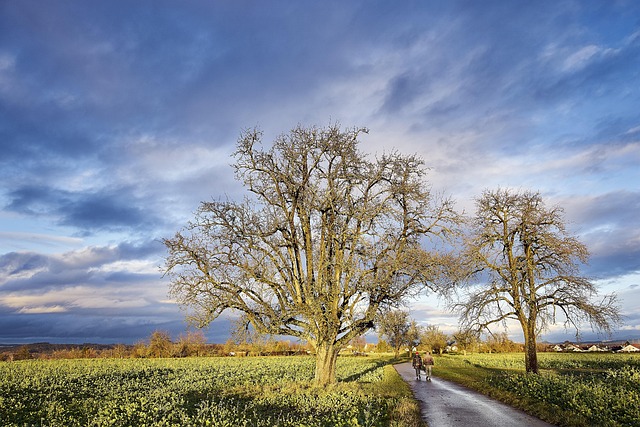 Free Tree Blue Sky photo and picture