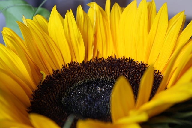Free Summer Sunflower photo and picture
