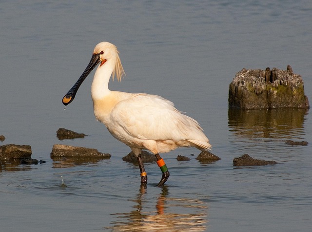 Vogel, Löffler, Texel, Löffler, Löffler