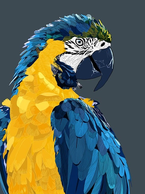 Free parrot bird macaw illustration
