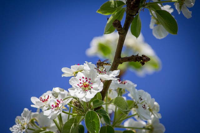 Zweefvlieg, Bloesems, Boom, Natuur