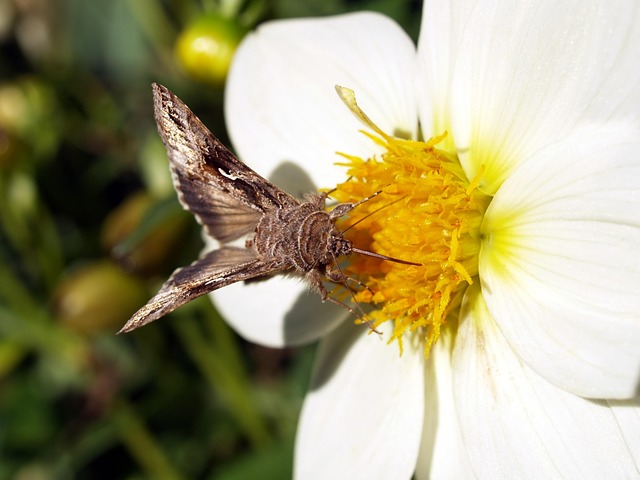 Free Butterfly Flower photo and picture