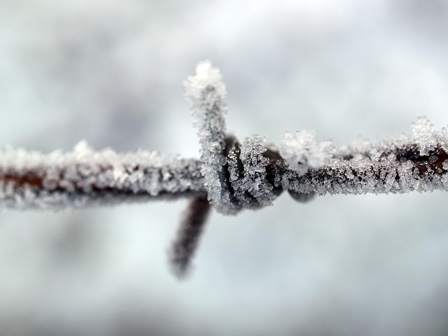 Free Fence Barbed Wire photo and picture
