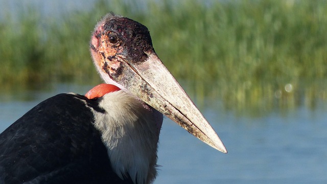 Etiopía, África, Pájaro, Morabito