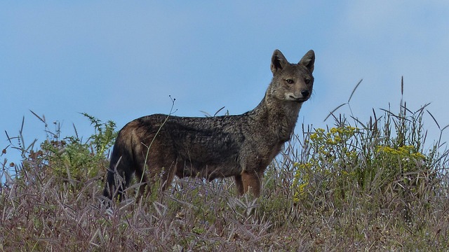 Etiopía, África, Animal, Parque Nacional