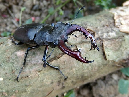 Free Stag Beetle Beetle photo and picture