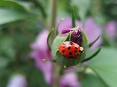 Free The Eastern Insect photo and picture