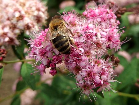 Free Bee Pink photo and picture