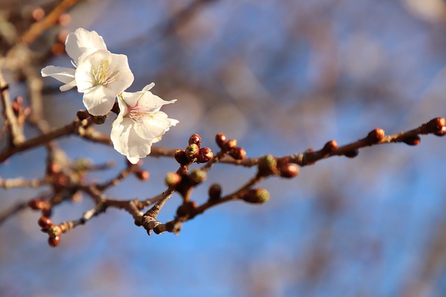 Free Cherry Blossoms Cold Cherry Blossoms photo and picture