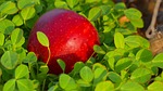 apple, red apple, malus