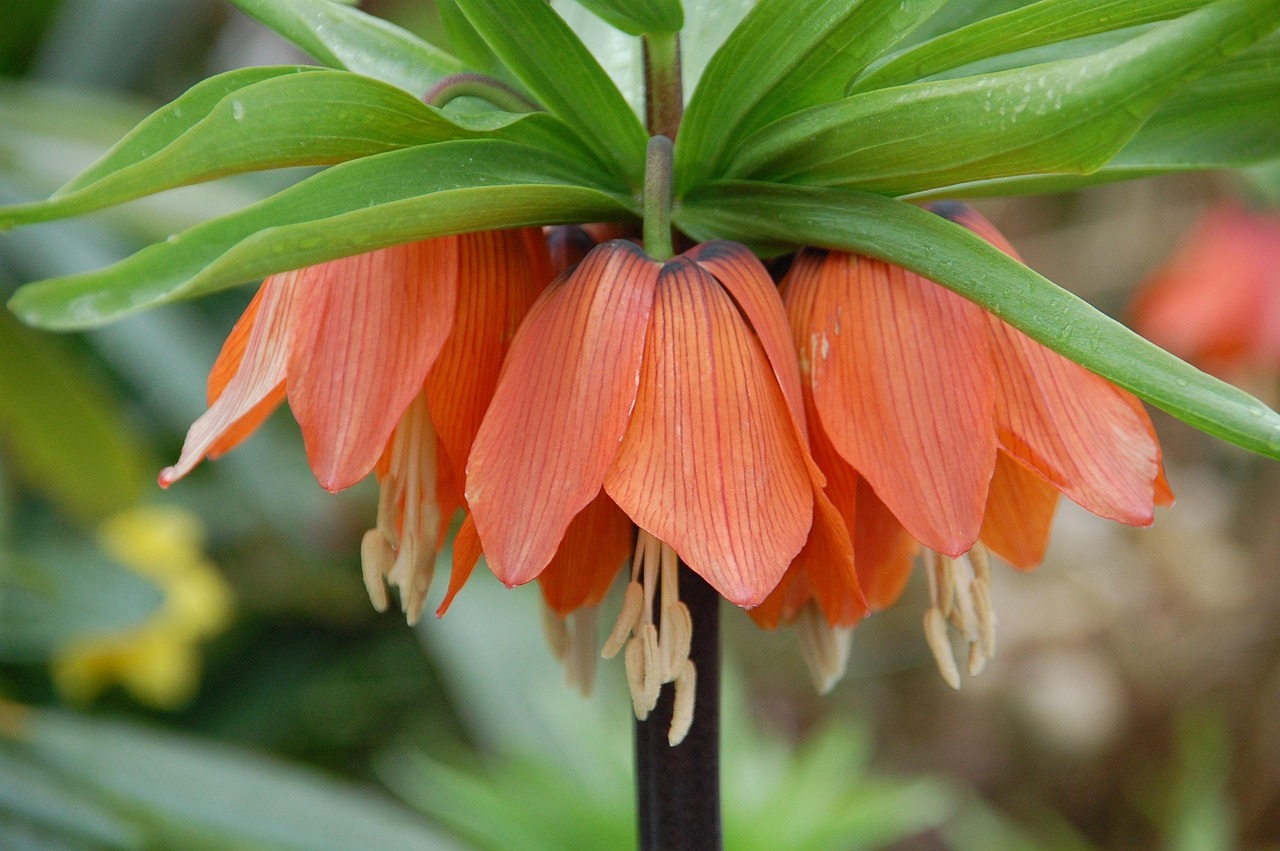 Blte Orange Pflanze - Kostenloses Foto auf Pixabay