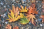 autumn, season, nature