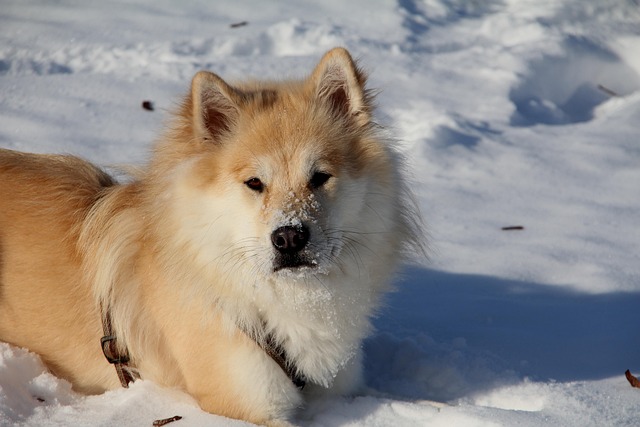 Eurasier, Hund, Haustier, Rasse