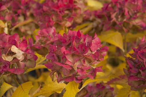 Free Autumn Flowers photo and picture