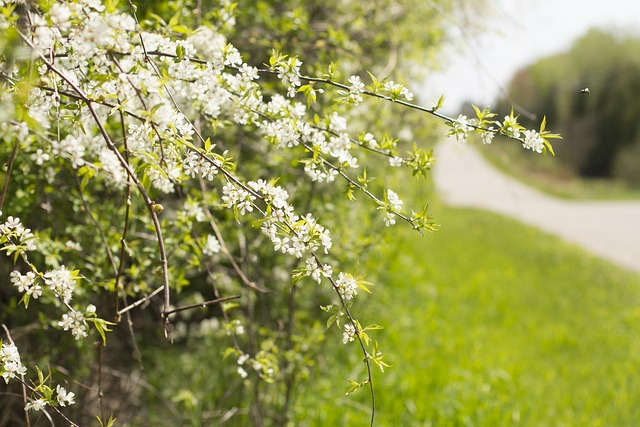 Feder, Blüte, Straßenrand, Baum, Blühen