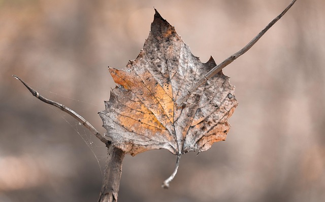 Blad, Efterår, Natur, Sæson, Blade