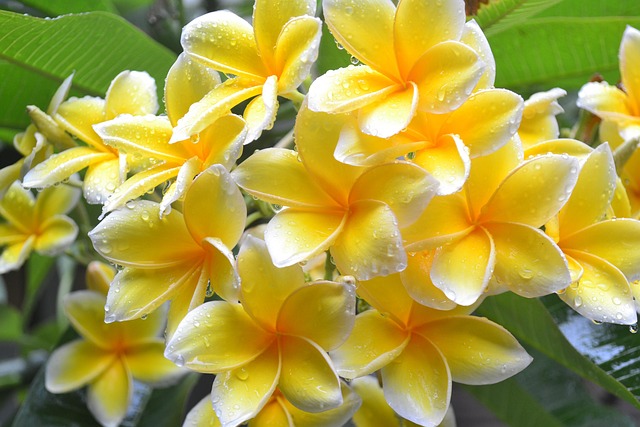 Free Flower Flower Wallpaper photo and picture