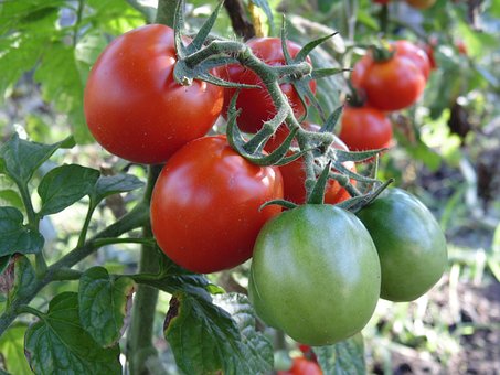 Un Tomate, Tomate, Cosecha, Cepillo