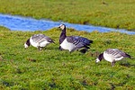 nun geese, branta leucopsis, wild goose