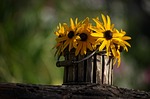 flower, pot, pots