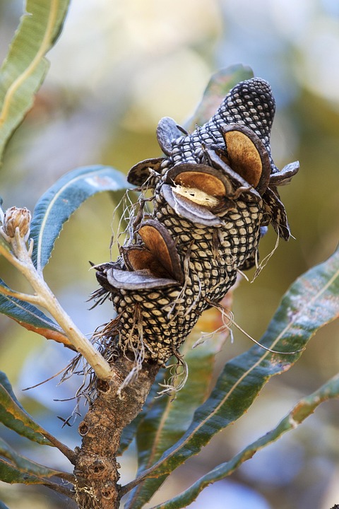 Banksia Nut Nature - Free photo on Pixabay - Pixabay