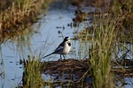 animal, waterside, yamada's rice fields