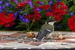 animal, bird, tit