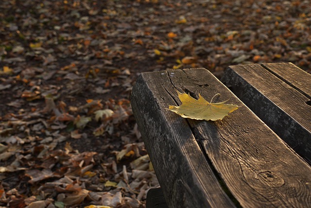 Free Autumn Seat photo and picture