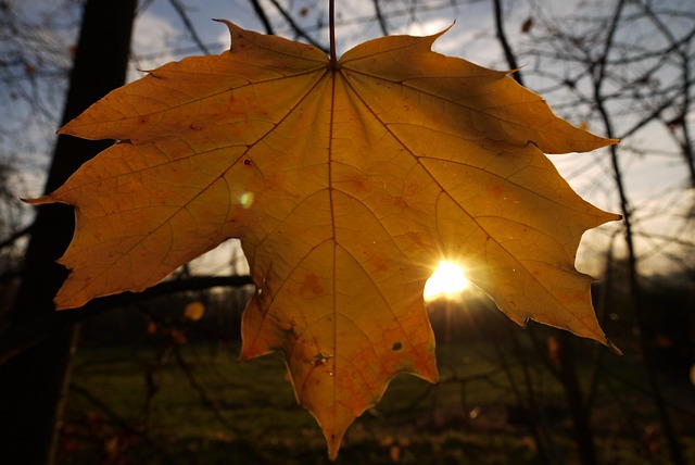 Free Nature Leaf photo and picture