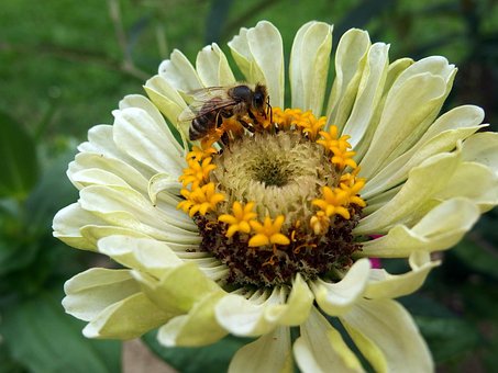 Free Zinnia Bee photo and picture