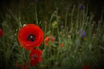 wild poppies, flowers, plant