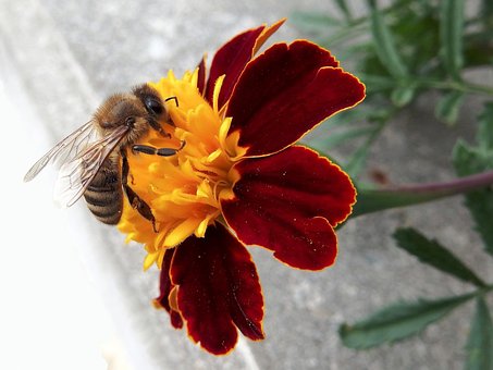 Free Bee African photo and picture