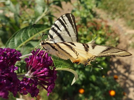 Free Butterfly Bush Swallowtail Fruit photo and picture