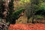forest, tree, bark