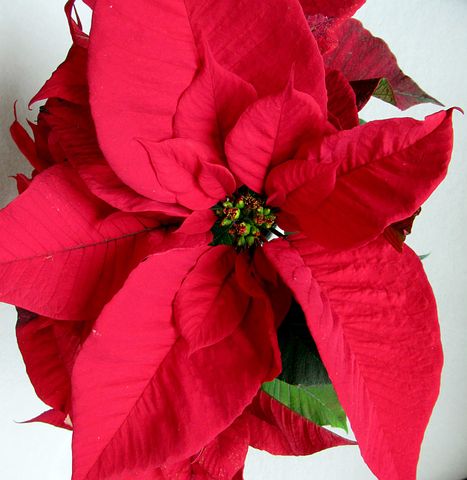 100+ Free Poinsettia &amp; Christmas Photos - Pixabay