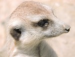 meerkat, animals, nature