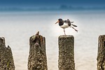 north sea, bird, waders