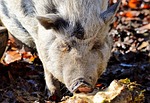 pot bellied pig, pig, piglet