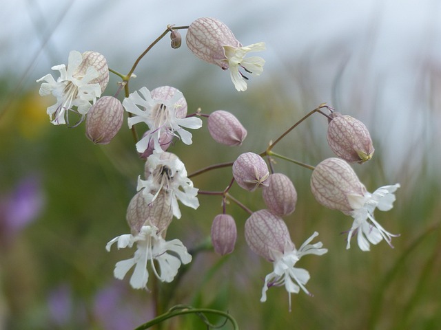Free Alpine Flowers Bells photo and picture