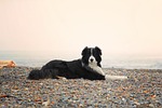 dog, collie, aussie