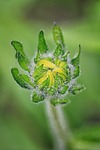 macro, dew, rain