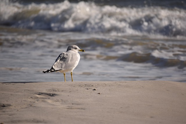 Free Seagull Bird photo and picture