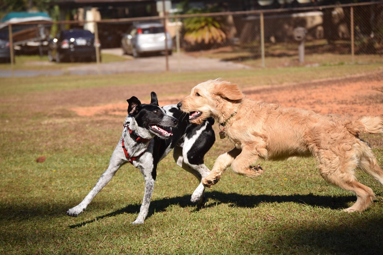 Dogs - free online jigsaw puzzle photo