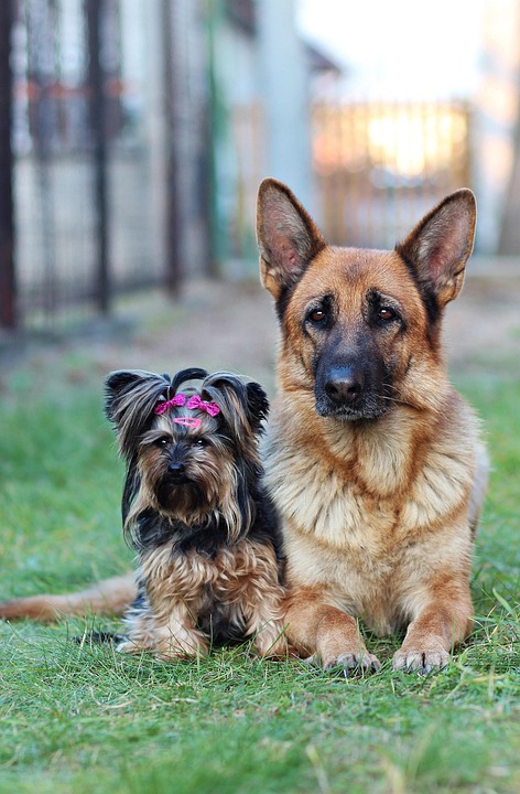 Berger Allemand, Yorkshire Terrier, Chiens, Amitié