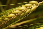 ear, grain, cereals
