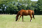 horse, pre, standard