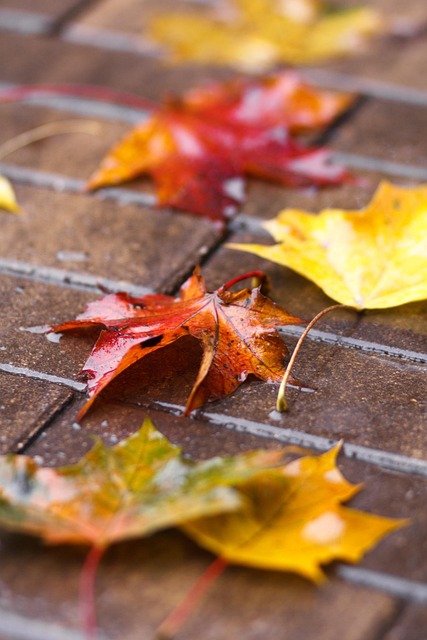 Free Sheet Autumn photo and picture