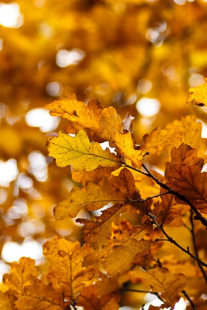 Free Yellow Leaf Autumn photo and picture